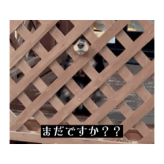 [LINEスタンプ] 6kgのくるみ