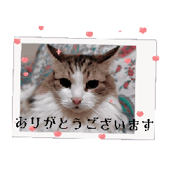 [LINEスタンプ] 動く猫スタンプ♡日常♡敬語♡変身♡面白