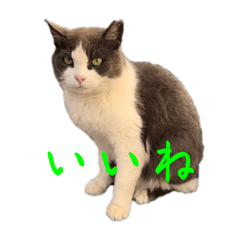[LINEスタンプ] 猫のダム②