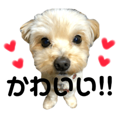 [LINEスタンプ] チワプーぽんずのスタンプ