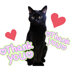 [LINEスタンプ] 黒猫の福ちゃんです