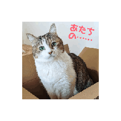 [LINEスタンプ] Cat☆Cat♡