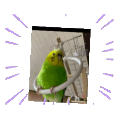 [LINEスタンプ] ぴよまる一家スタンプ