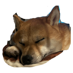 [LINEスタンプ] 柴犬りき16  2