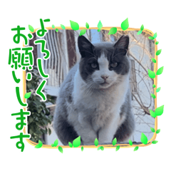 [LINEスタンプ] 猫のダム①