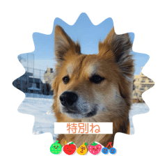 [LINEスタンプ] 愛犬ペコ2025