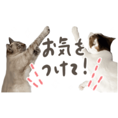 [LINEスタンプ] 愛猫てん君とくうちゃんのスタンプ2