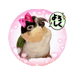[LINEスタンプ] シロハラインコ、ニョオウインコ