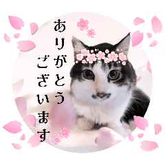 [LINEスタンプ] 春♥猫♥スタンプ♥日常♥敬語等♥ショコラ
