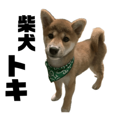 [LINEスタンプ] 柴犬トキ パピー期ver
