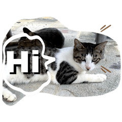 [LINEスタンプ] にゃんこライフ癒しスタンプMeow Meow Life