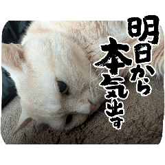 [LINEスタンプ] コロみスタンプ