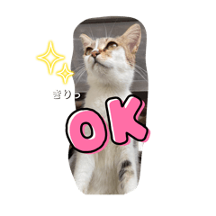 [LINEスタンプ] 猫ちゃんの日常癒しスタンプ