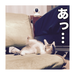 [LINEスタンプ] ミエルの日常vol.1