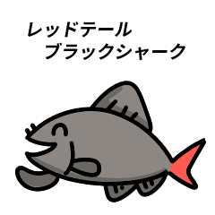 [LINEスタンプ] レッドテールブラックシャーク