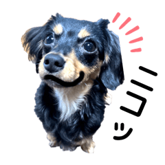 [LINEスタンプ] チワックスのえるぽよぴーなつものがたり