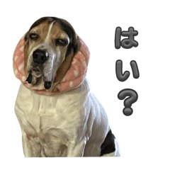 [LINEスタンプ] 感情スタンプ☆薩摩ビーグル編