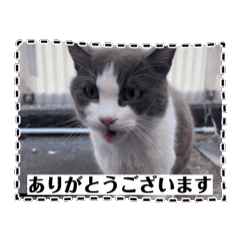[LINEスタンプ] 猫のダム③