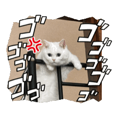 [LINEスタンプ] 白猫きゆこ