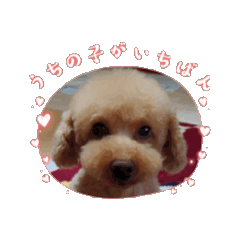 [LINEスタンプ] 小川家のプーちゃん