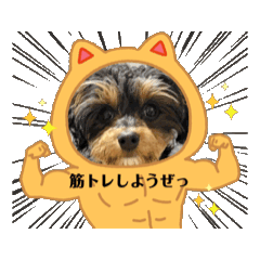 [LINEスタンプ] 石川家のマロちゃんスタンプ(その6)