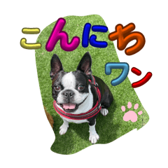 [LINEスタンプ] ボストンテリアのヨウちゃんだょ☆