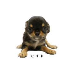 [LINEスタンプ] チワワのるとくんの画像（メイン）