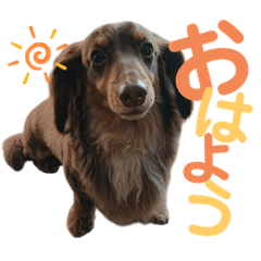[LINEスタンプ] ミニチュアダックスの海くん