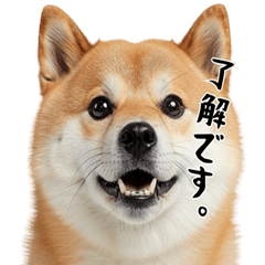 [LINEスタンプ] 柴 犬太郎の日常