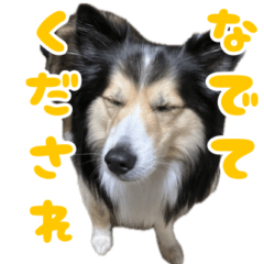 [LINEスタンプ] 今日のココしゃ
