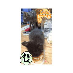 [LINEスタンプ] カワイイニャンズ