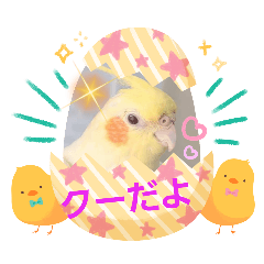 [LINEスタンプ] オカメのクーちゃんと一緒 4