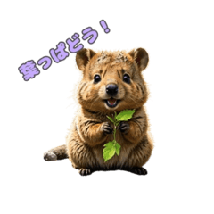 [LINEスタンプ] 愛らしいクオッカ