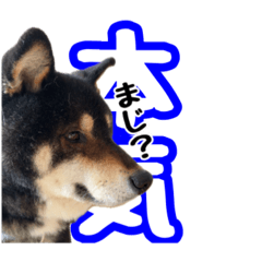 [LINEスタンプ] 黒柴andシーズー 日常会話編
