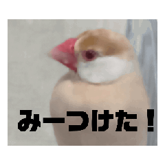 [LINEスタンプ] 鳥シリーズ1