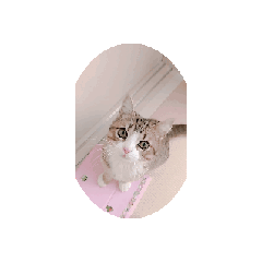 [LINEスタンプ] お茶目な  むさし