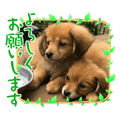 [LINEスタンプ] チロル＆チョコ出逢い編 2