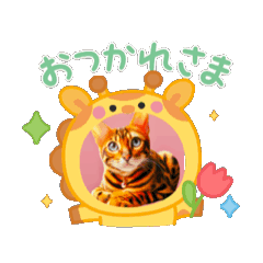 [LINEスタンプ] ベンガル猫ルキ君