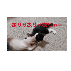 [LINEスタンプ] ツキ＆ジェニ仲良しスタンプ