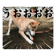 [LINEスタンプ] 我が家のくぅたん4