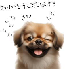 [LINEスタンプ] 仕事で使えるペキニーズの子犬スタンプ