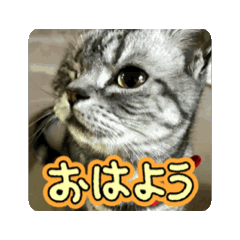 [LINEスタンプ] ももとみぃ