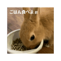 [LINEスタンプ] うさぎのむぎちゃん2