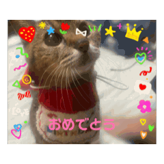 [LINEスタンプ] うきうきさくらだよ