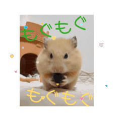 [LINEスタンプ] 動くはむきち①