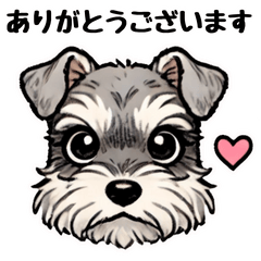 [LINEスタンプ] 日常会話系のシュナウザー☆
