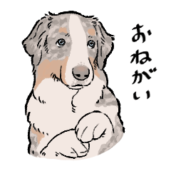 [LINEスタンプ] うちの子オーストラリアンシェパード
