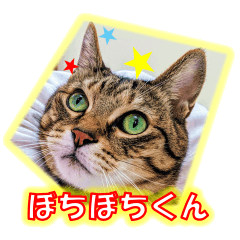 [LINEスタンプ] ぼちぼちくん