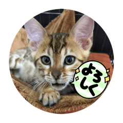 [LINEスタンプ] ベンガル猫ルキ君パート2