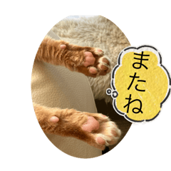 [LINEスタンプ] 茶トラのたらおのスタンプ
